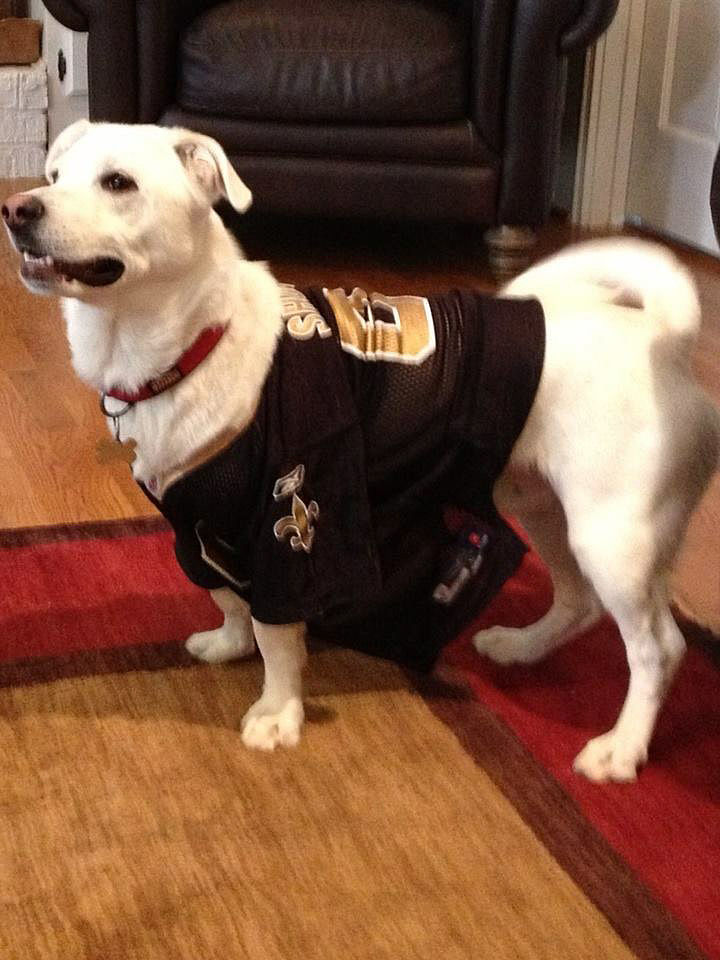 New Orleans Saints' furriest fans:  readers share their pet photos, Archive