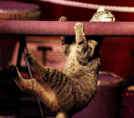 Amazing AcroCats return, plus more things to do in New Orleans Thursday Arts