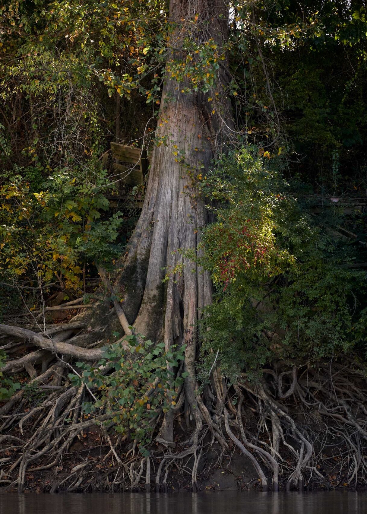 Roots are at the heart of a plant's overall health | Home/Garden | nola.com