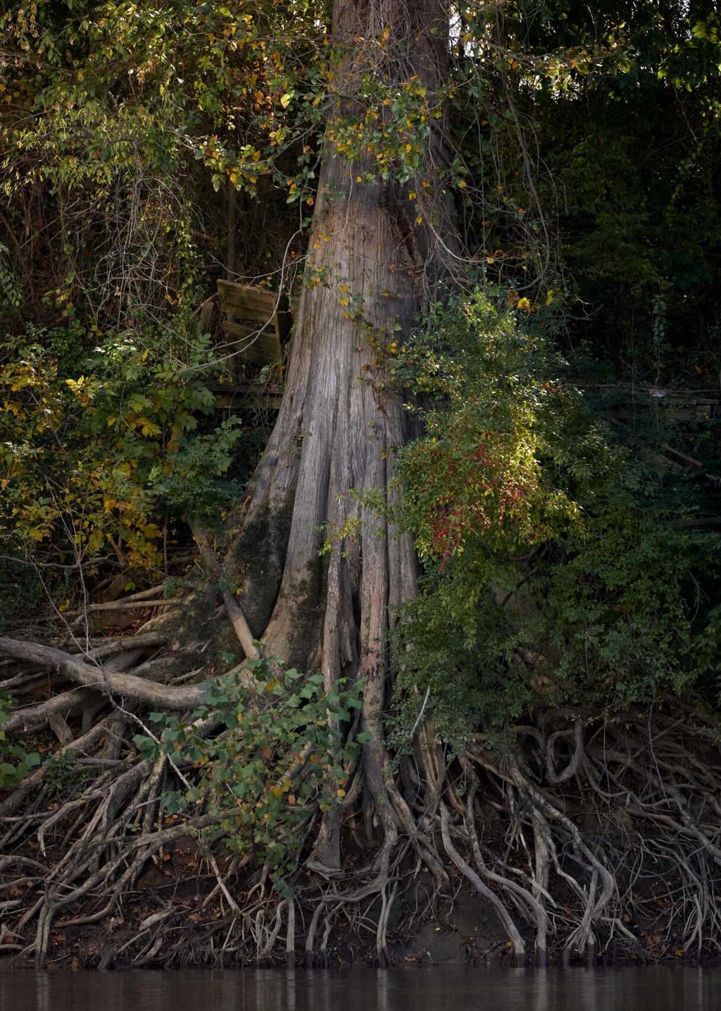 Roots are at the heart of a plant's overall health | Home/Garden | nola.com