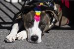 Barkus Parade 04.jpg