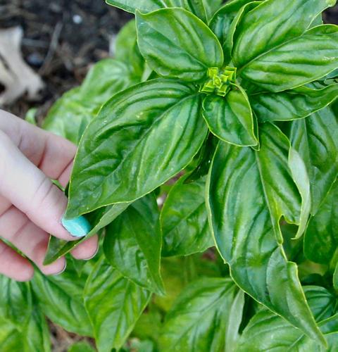 This week's gardening tips: remove faded flowers, plant basil now (copy)