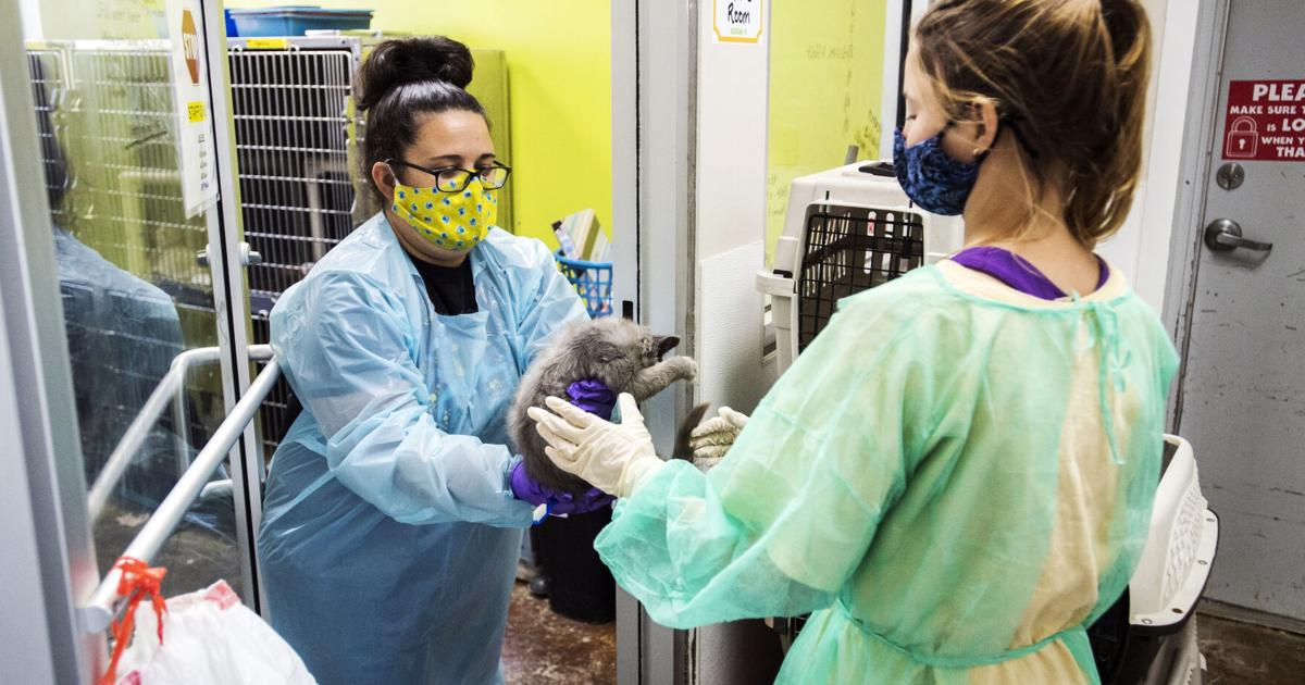 Is pet insurance worth the dollars? Browse the coverage high-quality print just before generating a determination | Entertainment/Lifestyle Is pet insurance worth the dollars? Browse the coverage high-quality print just before generating a determination | Entertainment/Lifestyle