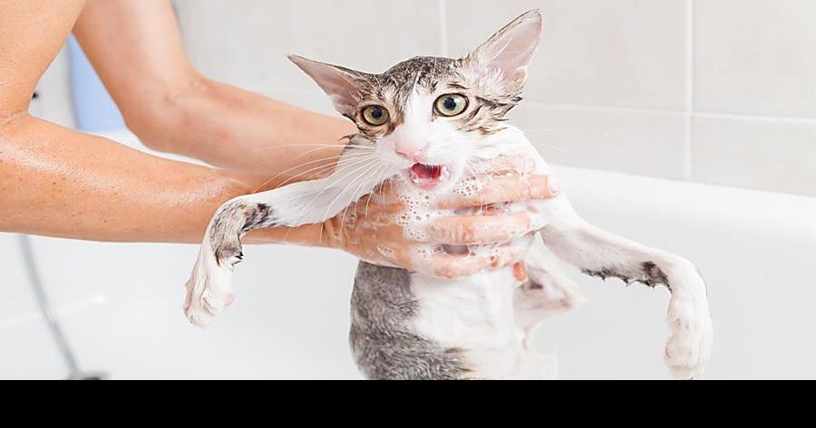 Should you bathe your cat? Maybe. Here’s how to tell. | Entertainment/Life