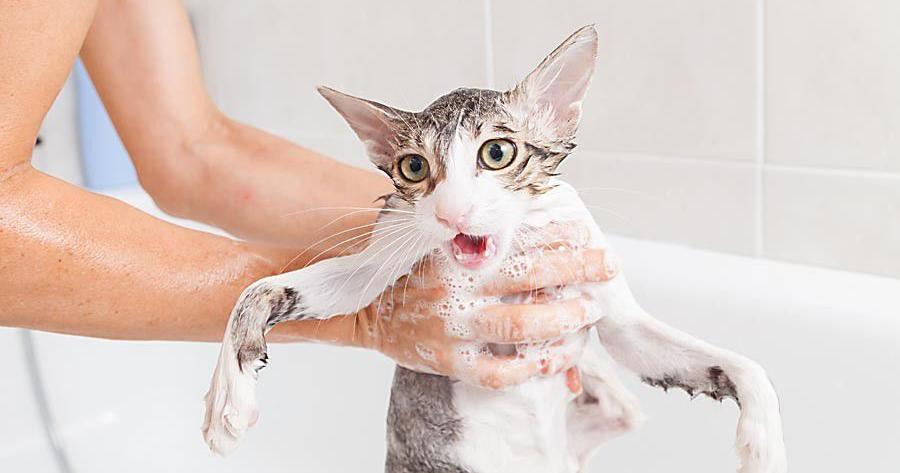 Should you bathe your cat? Maybe. Here’s how to tell. | Entertainment/Life Should you bathe your cat? Maybe. Here’s how to tell. | Entertainment/Life