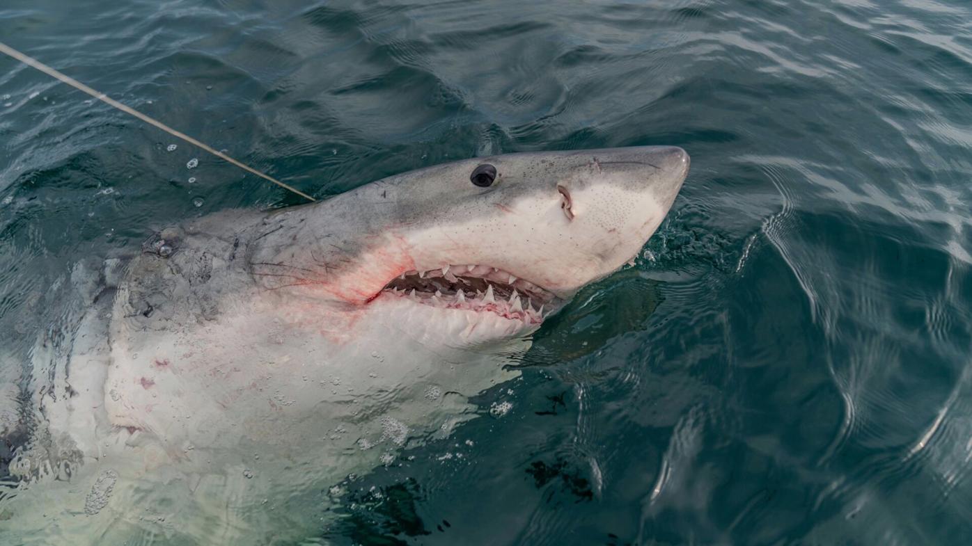 Why great white sharks appear in Gulf of Mexico near NOLA