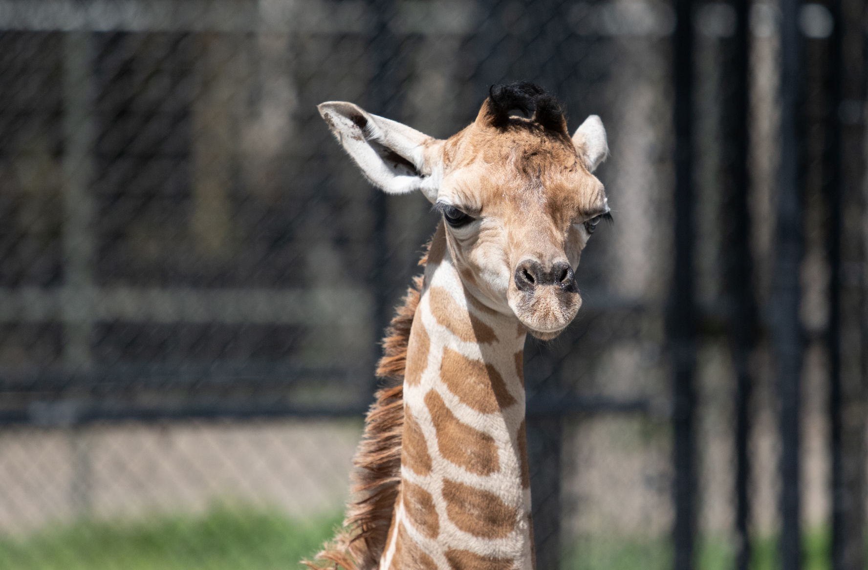 Born at 6 feet, 189 pounds, Audubon's newest giraffe is named Hope