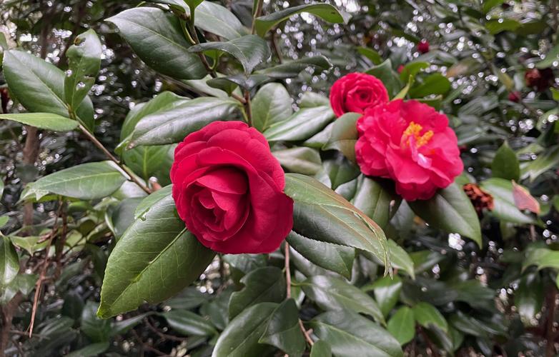 Camellia 1.jpg (copy)