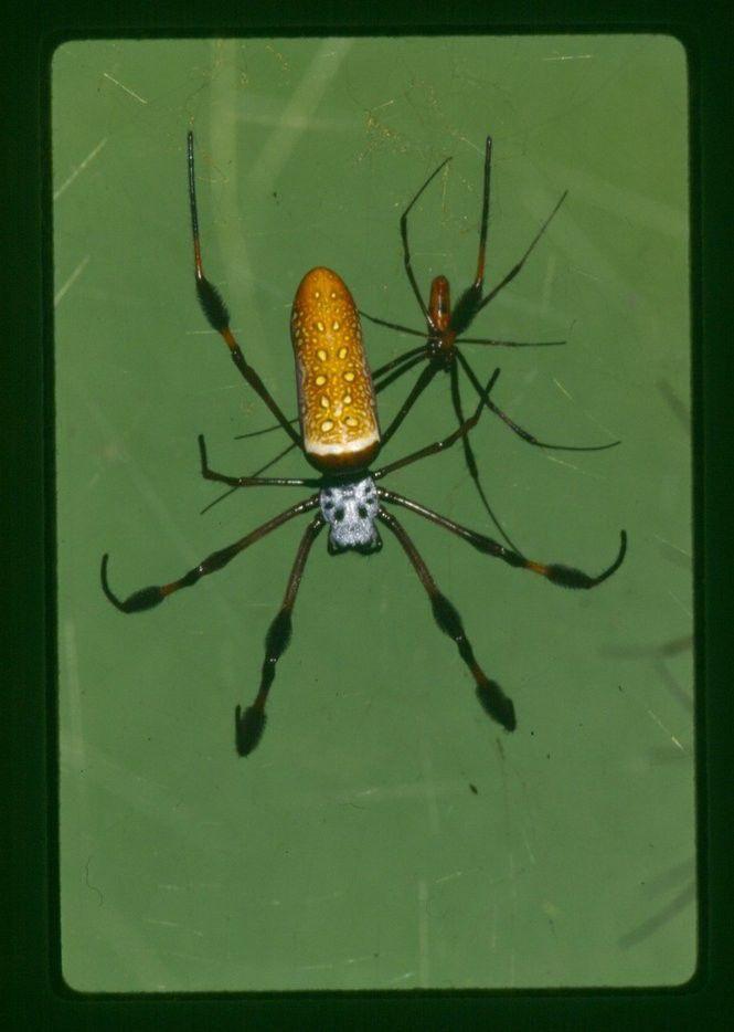 Worried about Louisiana spiders? Here are 16 species (with photos!) you could run into