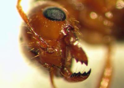 Flooding rising seas may make Louisiana s fire  ants 