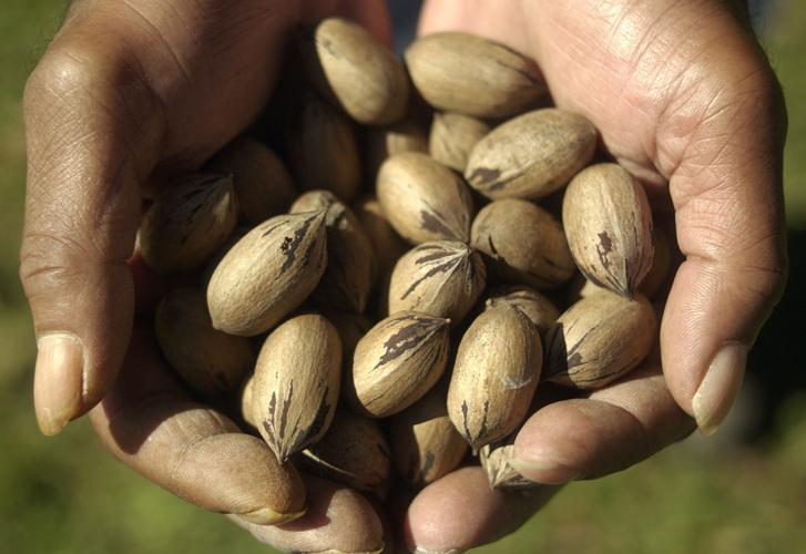 Grow your own pecans essential planting tips for pecan trees Home
