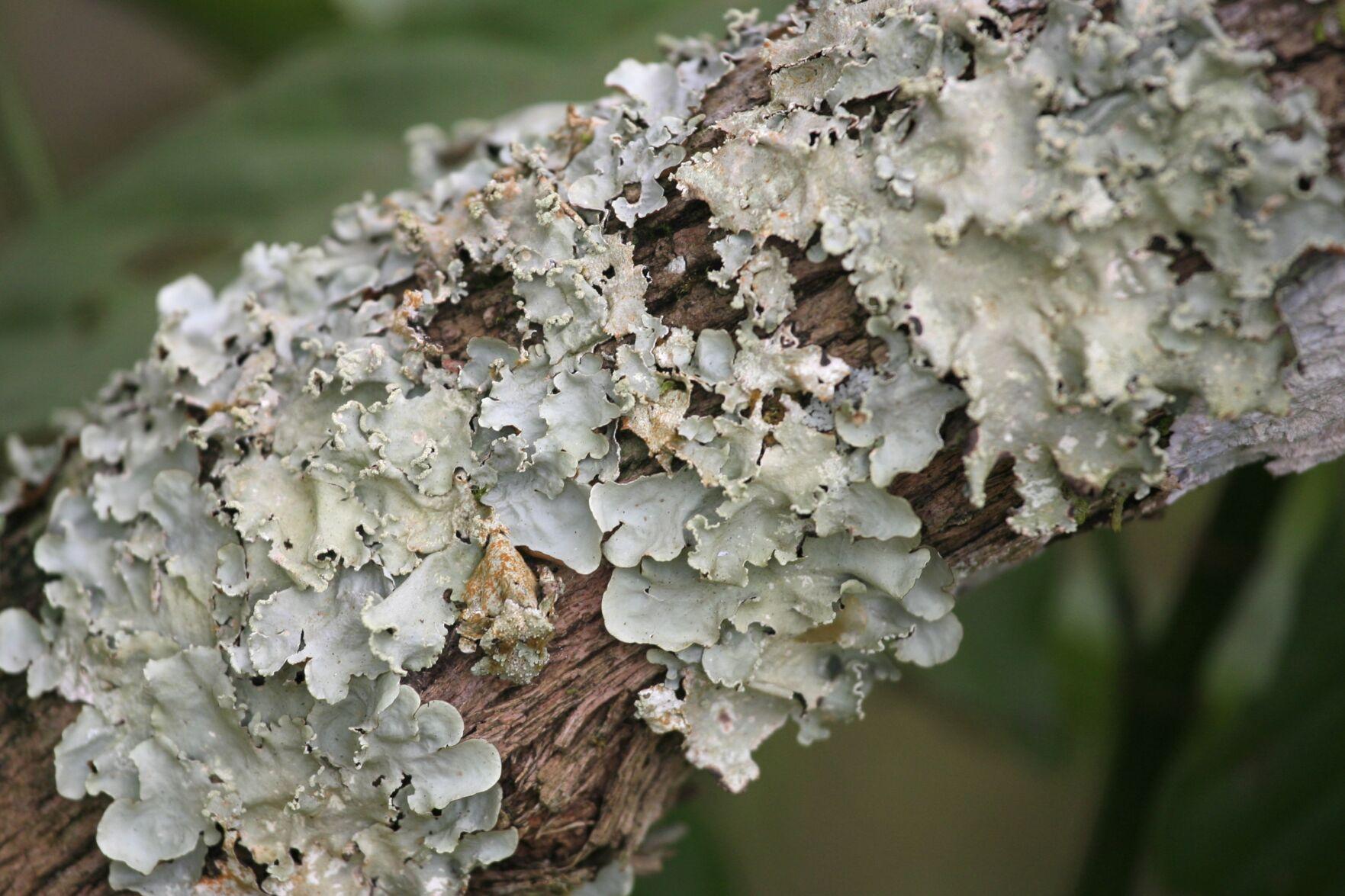 Lichen