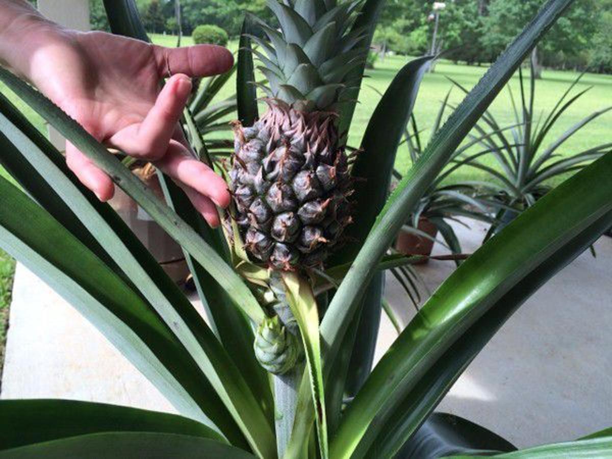 Dan Gill's garden advice: Two years, one plant, no freezing temperatures:  Pineapples can grow here | Home/Garden | nola.com