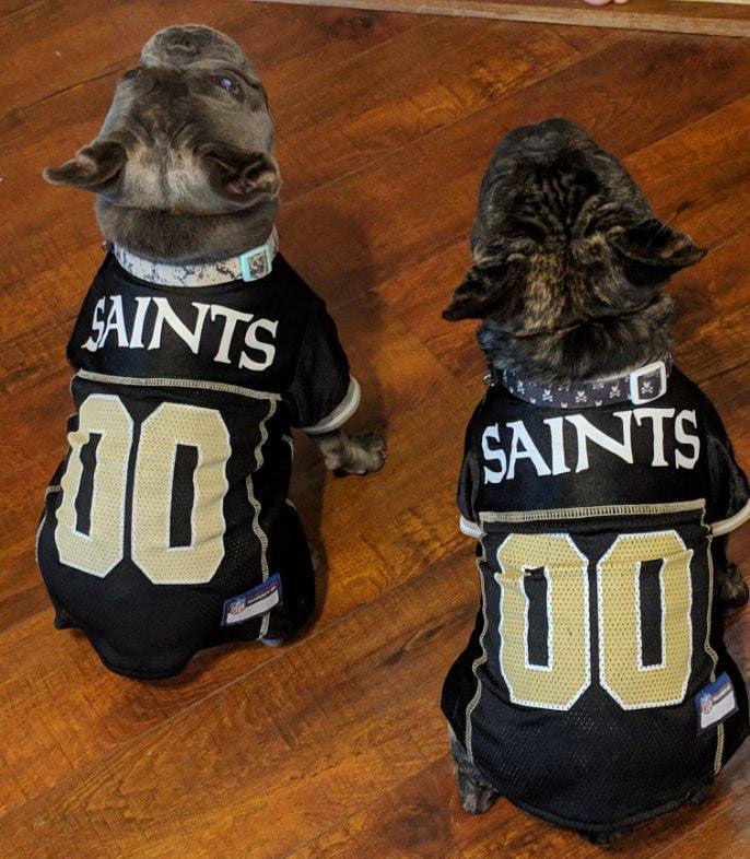 saints jersey dog