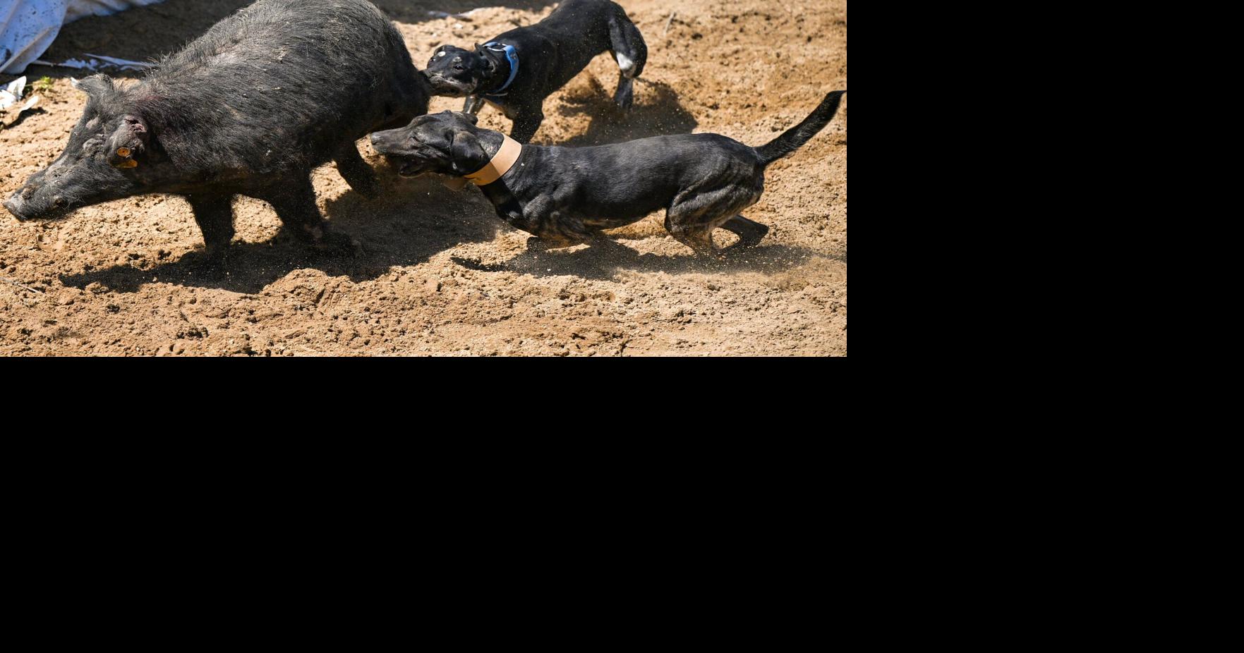 Legend and livestock at Uncle Earl's Hog Dog Trials | News | nola.com