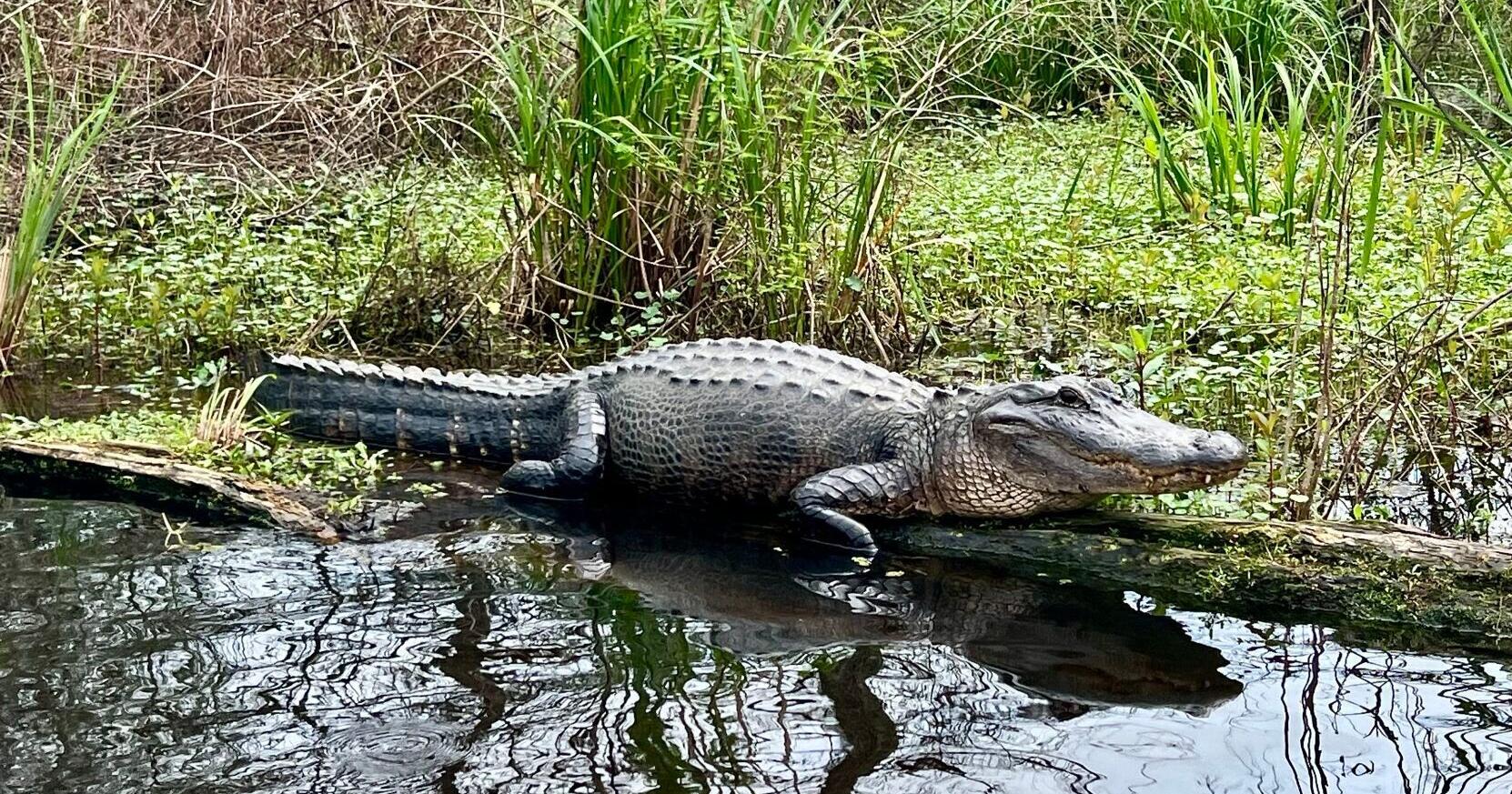 Why are there more alligators along I-10 near New Orleans? | Environment - Vimarsana News