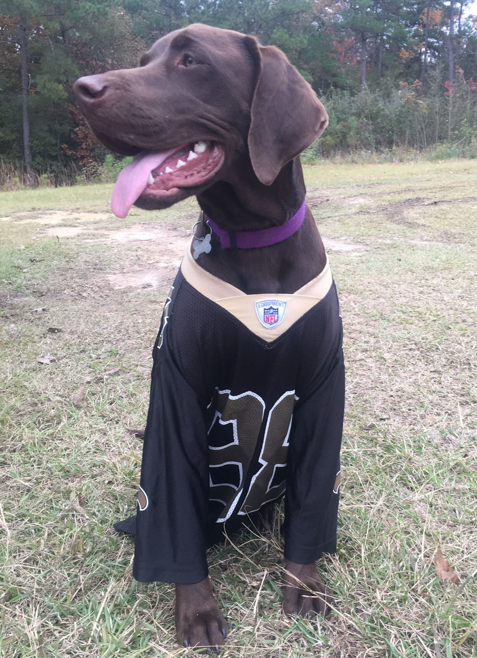 Who Dat dogs: See photos of New Orleans Saints' furry friends on National  Dog Day, Photos