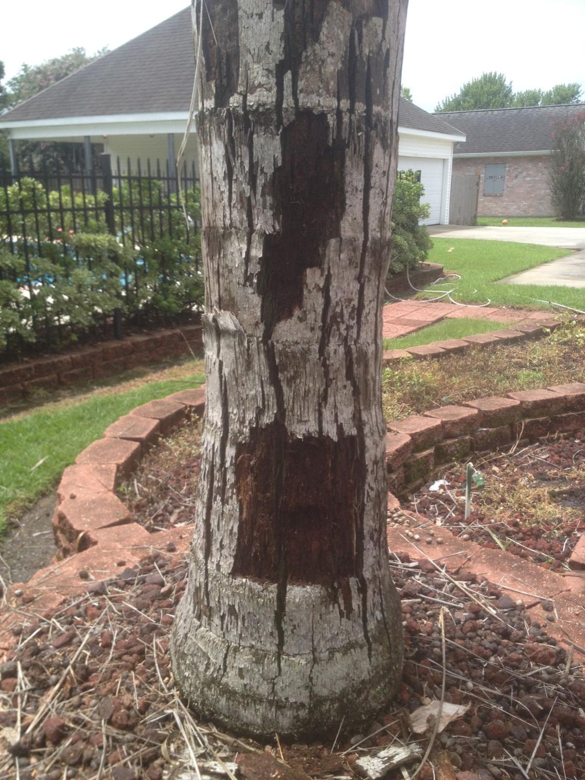 Cold Damage In Queen Palms Doesn T Show Up Right Away Add Mulch