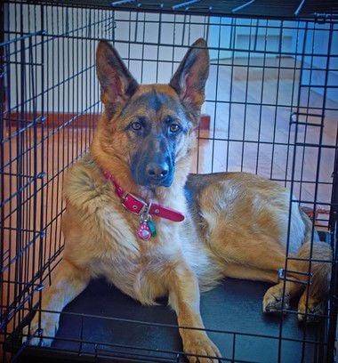 Dog crate for outlet a german shepherd