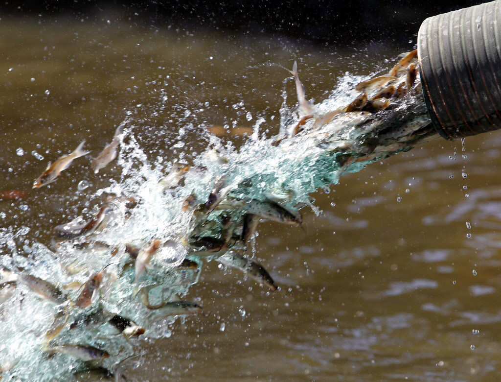 Bogalusa paper mill discharge settlement money paid, newspaper reports ...