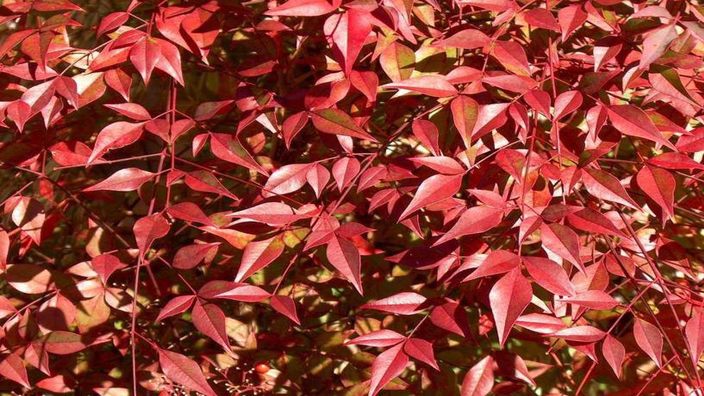 Have A Berry Merry Holiday Season Home Garden Nola Com