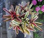 Curious about bromeliads? Exotic tropical plants will be on display at giant show in Kenner