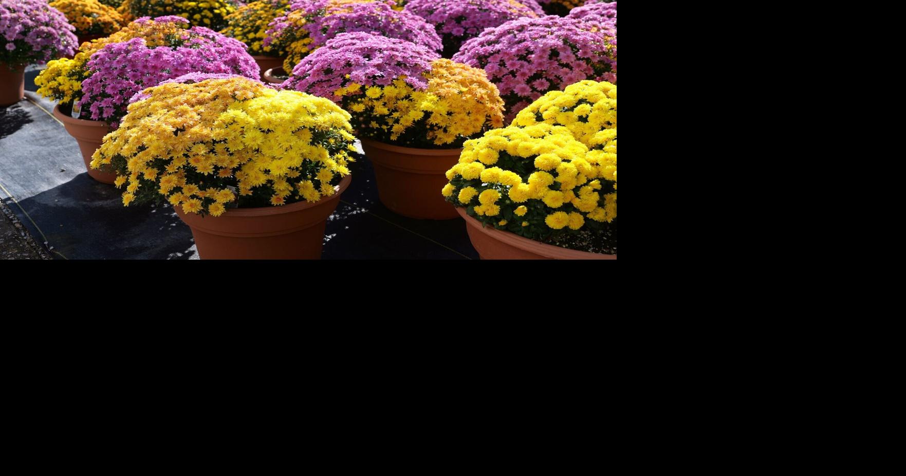 Plant these trees, shrubs and perennials in a Louisiana garden for a colorful fall display