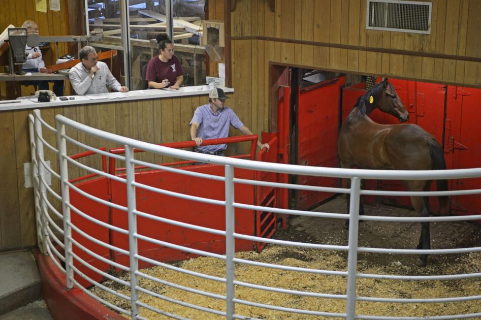 From Louisiana tracks to 'kill pen,' how battle over horse slaughter