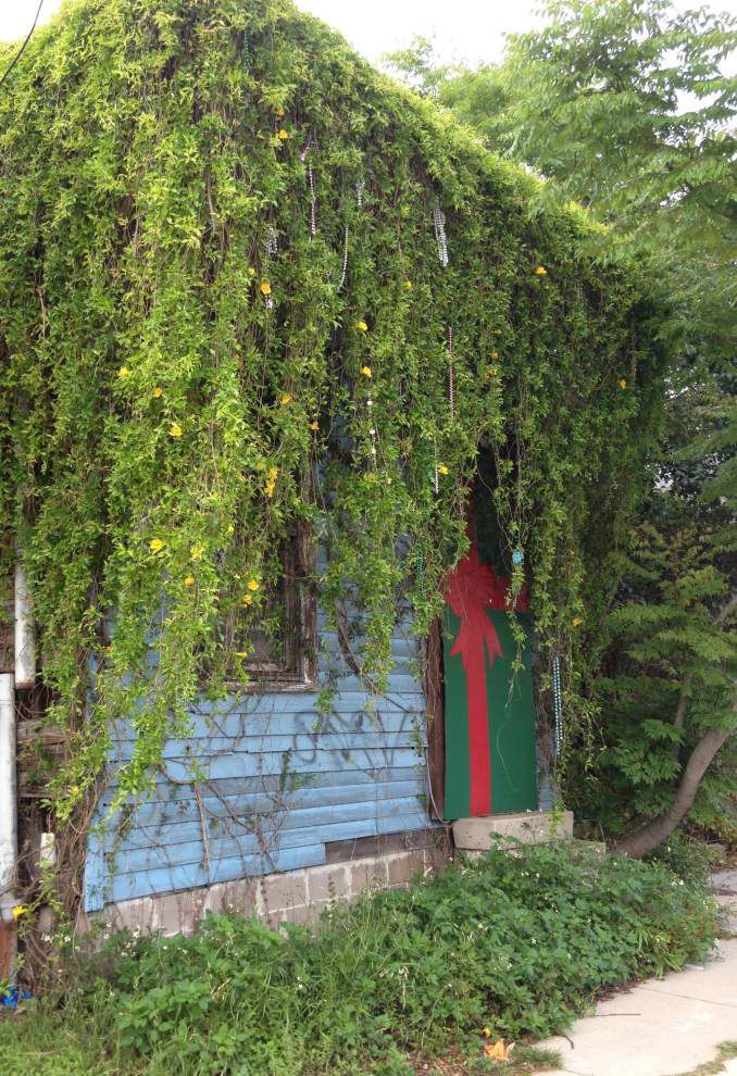 cats claw vine the harbinger of spring has its admirers cat claw plant