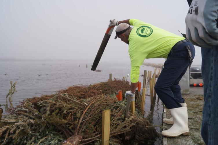 Christmas tree project is popular way to rebuild Louisiana's coast