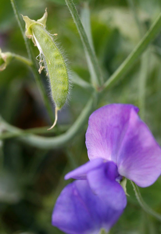 29 flowering plants to add to your fall garden in South Louisiana