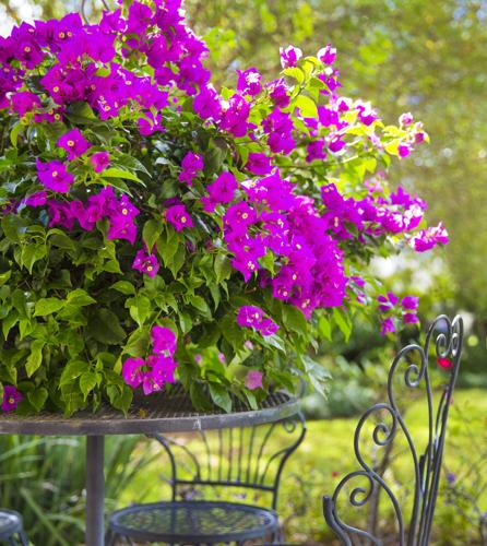 What to plant now: 18 gorgeous flowering vines that flourish in New Orleans gardens (copy)
