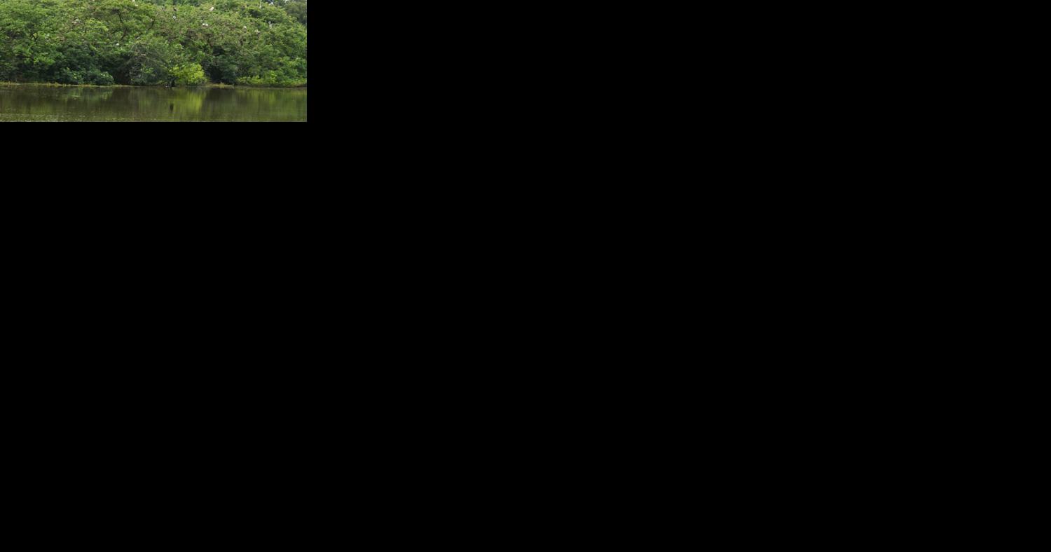 $3.9M for forests, wetlands in LA refuges, wildlife areas | Environment - Vimarsana News