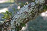 GIG 012326 Lichens3jpg