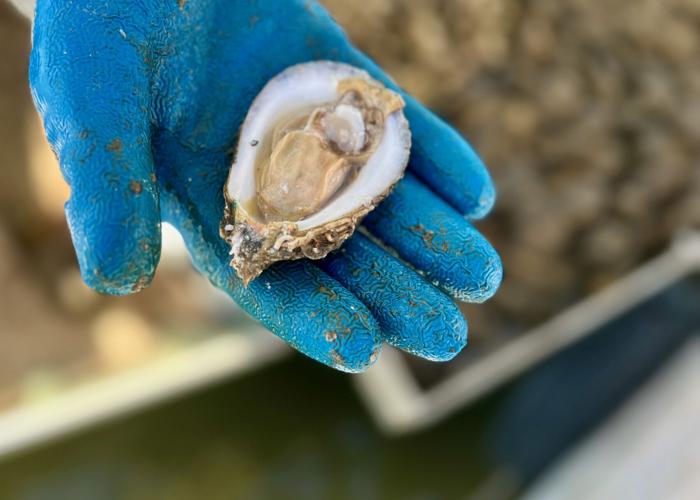 Grand Isle now a growing hub for specialty Louisiana oysters Where