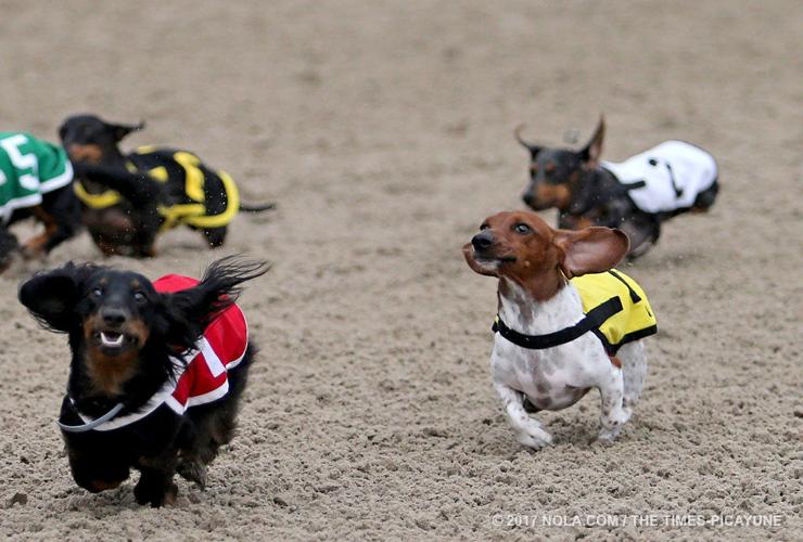 Wiener Dog Racing at the Fair Grounds: photo gallery & video | Archive ...