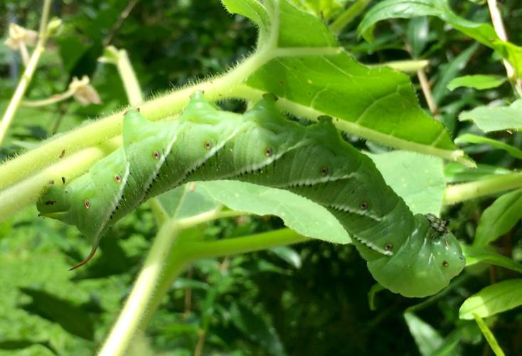 This week's gardening tips remove coolseason vegetables, control