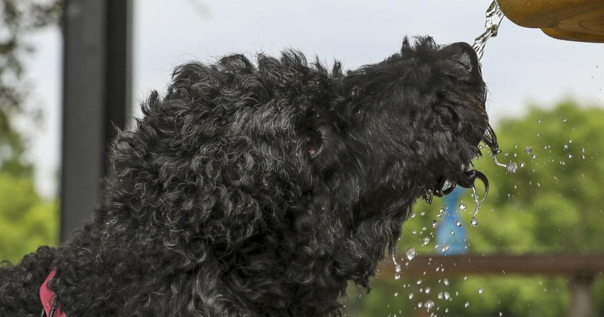 If you might be ready to undertake a pet, take into account an older shelter animal. They nevertheless have loads to supply. | Entertainment/Daily life If you might be ready to undertake a pet, take into account an older shelter animal. They nevertheless have loads to supply. | Entertainment/Daily life