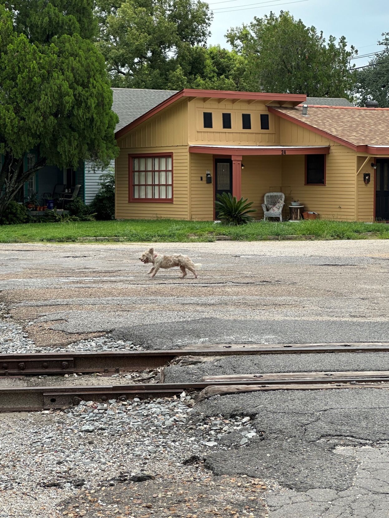 How Scrim, an elusive stray dog, became a Mid-City legend |  Entertainment/Life | nola.com