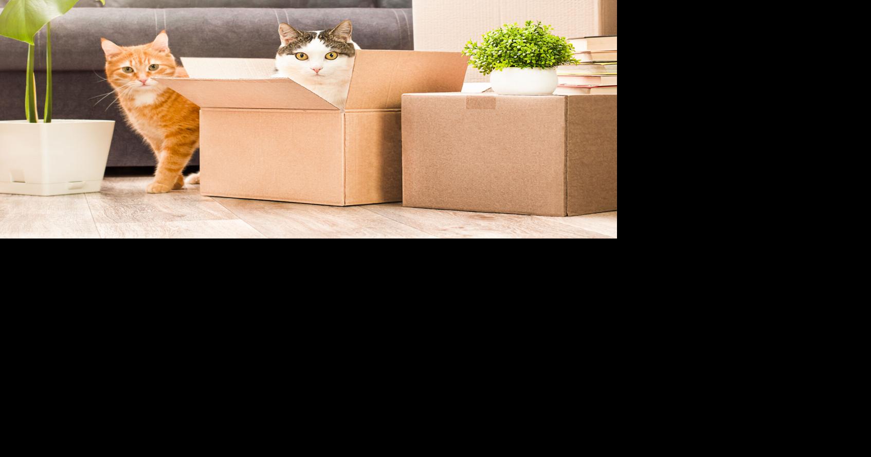 A litter box boycott could signal something more