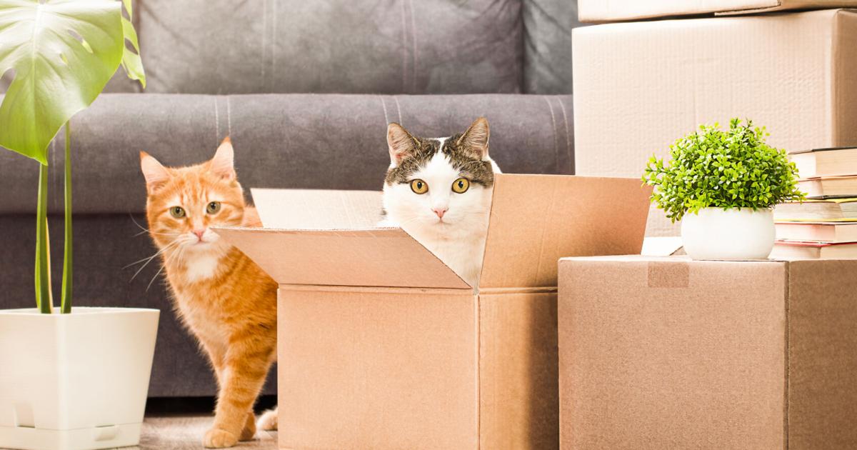 A litter box boycott could signal something more