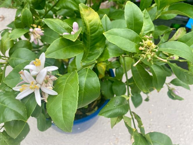 Now is the time to harvest and plant satsumas in Louisiana