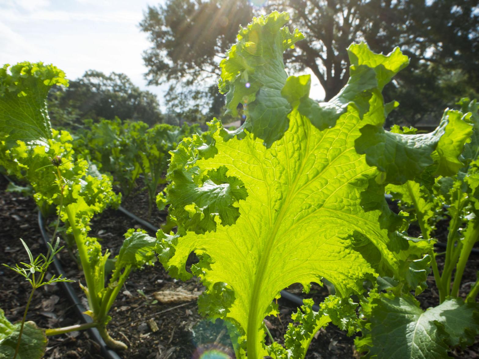 Does 'green' gardening seem redundant? It isn't. Dan Gill ...