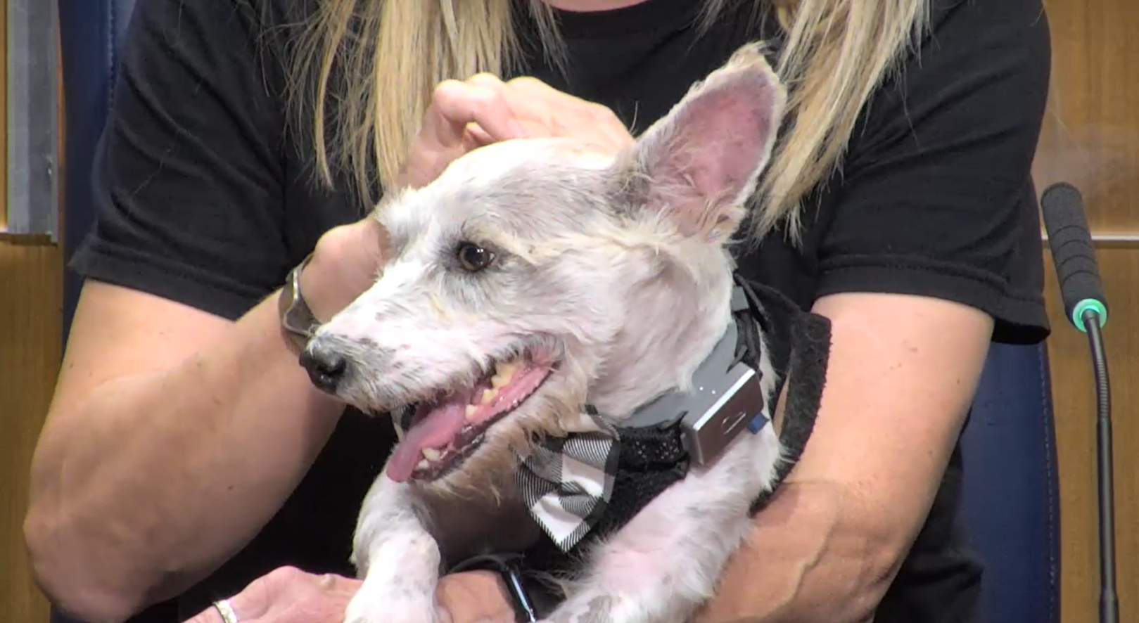 Scrim, Former Fugitive Dog, Visits New Orleans City Council ...