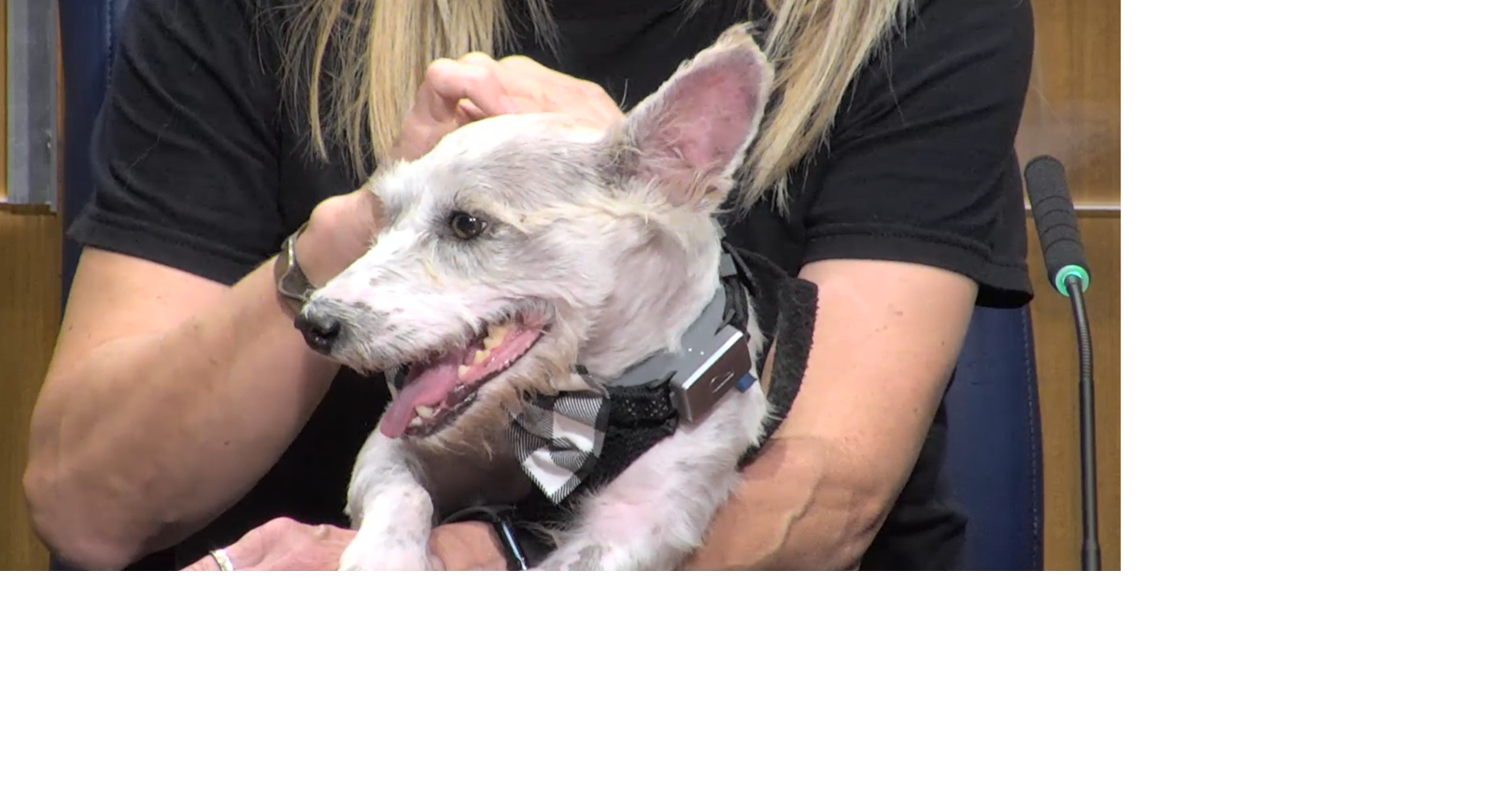 Scrim, former fugitive dog, visits New Orleans City Council | Entertainment/Life