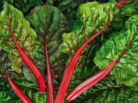 Two Dozen Vegetables To Plant In December For A Winter S Worth Of