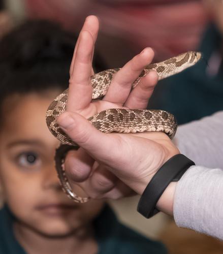 From rhythm and dance to meeting animals from the zoo, New Orleans  libraries offering fun activities | Entertainment/Life 