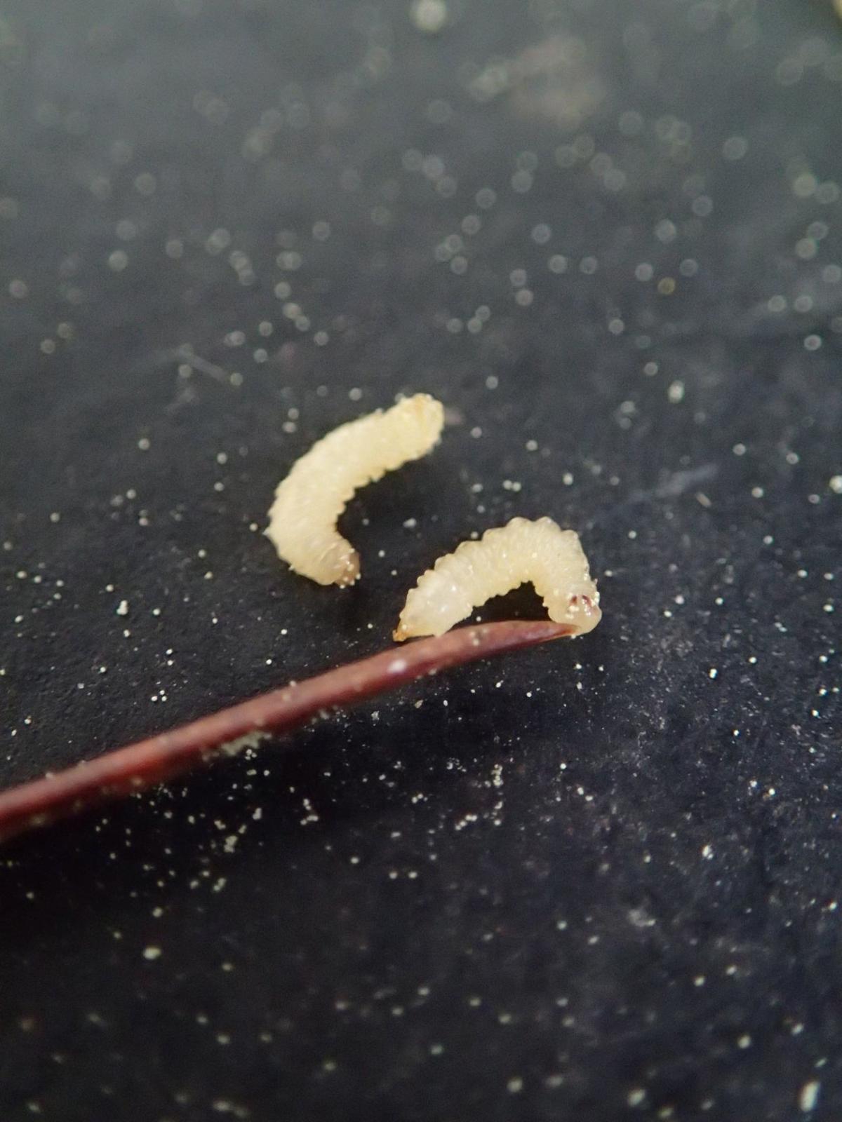 What Are Those Tiny Yellowish Worms Falling Out Of Pine Trees Dan Gill S Mailbag Home Garden Nola Com