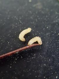 What are those tiny yellowish worms falling out of pine trees? Dan Gill ...