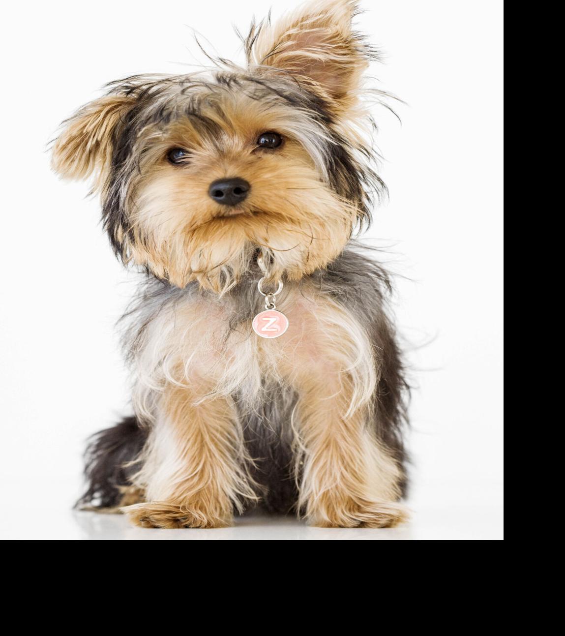 can ear infections kill dogs